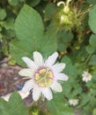 Passion for white flowers Blossoming