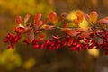 Passionate autumn barberry