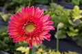 Passionate desert Gerbera