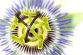 Passionflower