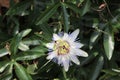 Passionflower. Beautiful white flower with pale blue petals. Royalty Free Stock Photo