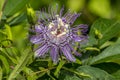Passionflower in bloom closeup Royalty Free Stock Photo