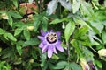 Passionflower blue - evergreen tropical liana Royalty Free Stock Photo