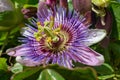 Passionflower Close-up with water drops