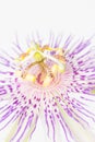 Passionflower close up Royalty Free Stock Photo