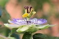 Passionflower