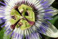 Passionflower - Closeup Royalty Free Stock Photo