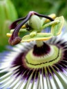 The passionflower