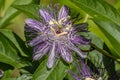 Passionflower in full bloom Royalty Free Stock Photo