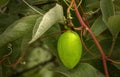 Passionflower incarnata aka maypop or passion fruit