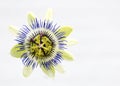 Passionflower macro isolated on white background Royalty Free Stock Photo