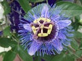 Passionflower passiflora blooming with single flower closeup Royalty Free Stock Photo