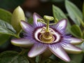 Passionflower (Passiflora incarnata) in the garden