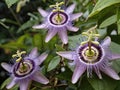 Passionflower (Passiflora incarnata) in the garden