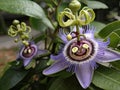 Passionflower (Passiflora incarnata) in the garden