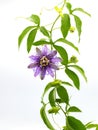 passionflower passiflora incarnata x cincinnata incense hybrid. Maypop or passion vine. Larger purple flowers and leaves with five Royalty Free Stock Photo