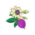 Passionflower passiflora,passion purple,violet fruit on a white background Royalty Free Stock Photo