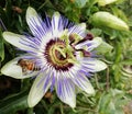 Passionfruit flower with a bee pollenator Royalty Free Stock Photo