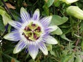 Passionfruit flower with a bee pollenator Royalty Free Stock Photo