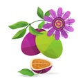 Passionfruit and flower vector objects
