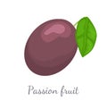 Passionfruit with Leaf, Exotic Juicy Fruit Vector