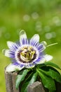 Passion flower on a nature background