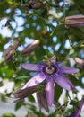 Passionvine flower closeup Royalty Free Stock Photo