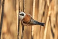 European penduline tit Remiz pendulinus