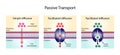 Passive Transport. Simple diffusion and Facilitated Diffusion through a specific or non specific transporter.