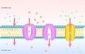 Passive transport of membrane, simple and facilitated diffusion.