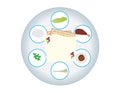 Passover seder plate on white background