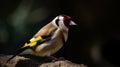 Passport Photo Of Goldfinch: Capturing The Beauty Of Nature