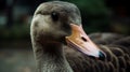 Passport Photo Of Goose: Capturing The Perfect Shot With A 50mm Lens