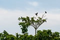 Myna invasion endangers Taiwan`s ecology