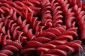 PastaEco red macaroni Macro. Background