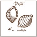 Pasta Conchiglie chalk sketch icon for Italian cuisine menu.