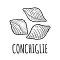 Pasta conchiglie. Vector vintage engraving black illustration Royalty Free Stock Photo