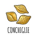 Pasta conchiglie. Vector vintage engraving color illustration