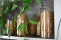 Pasta in glass jars on wooden shelves in a light vintage Cabinet, green vines and plants hanging Royalty Free Stock Photo