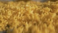 Pasta, macaroni, noodle, spaghetti production line. Close up of macaroni pieces moving down the conveyor belt covered