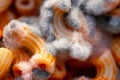 Pasta with mold, spoiled pasta close-up, green mold Royalty Free Stock Photo