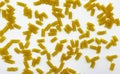 Pasta in the shape of a spiral. Macro photo of pasta. Pasta background. Pasta in bulk Royalty Free Stock Photo