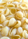 Pasta shells#2 Royalty Free Stock Photo