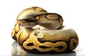 Pastave ball python