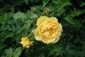 Pastel amber yellow flower of rose