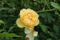 Pastel amber yellow flower of rose in June