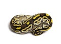 Pastel AVC ball python, Python Regius, isolated