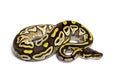 Pastel AVC ball python, Python Regius, isolated