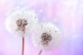 Pastel background of two beautiful dandelion flowers with flying feathers. Spring or summer nature scene