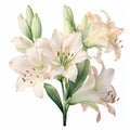 Pastel Beige Amaryllis Eucalyptus Watercolor Illustration